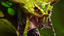 [Venomancer]