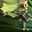 [Windrunner_Windrun_32px]
